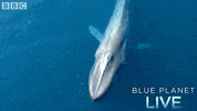 bbc one blue planet 2 GIF by BBC