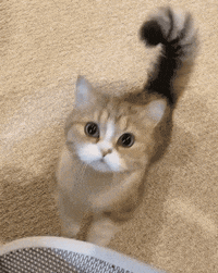 Cats Aww GIF by Yêu Lu
