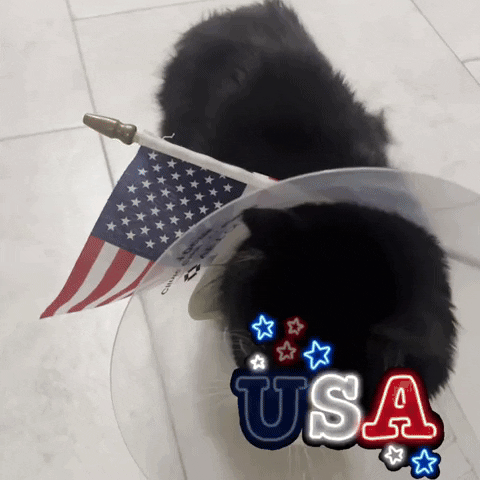 happy fourth of july cat gif