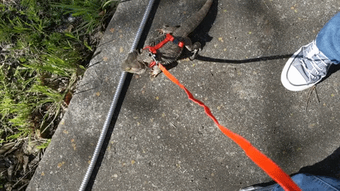 carolcomandulli giphygifmaker lizard beardeddragon quarantinepet GIF