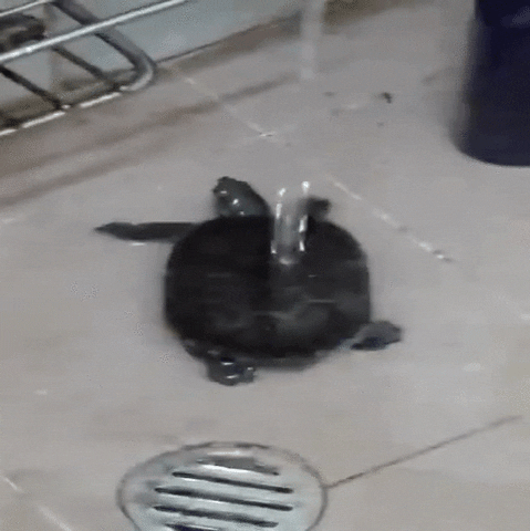 time shower GIF