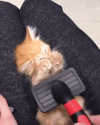 kitten GIF by JustViral.Net