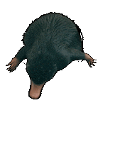 テディ Sticker by Fantastic Beasts Japan