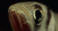 worldâs deadliest GIF by Nat Geo Wild 