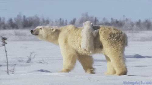 cuteanimalland giphyupload GIF