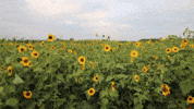 flowers wind GIF by Jean Scuderi