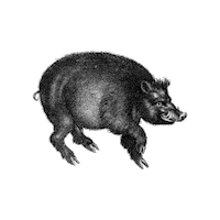 Black And White Illustration Sticker by The Wild Curiosity