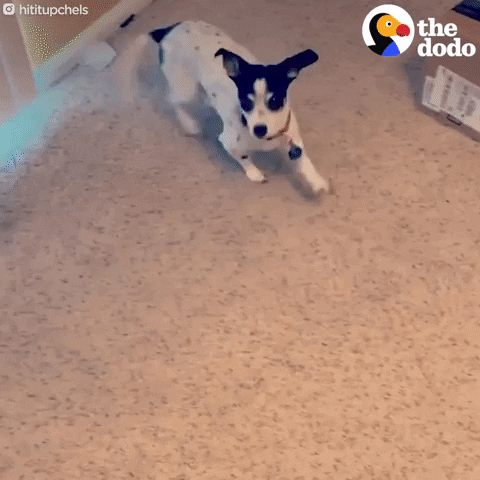 Dog GIF by The Dodo