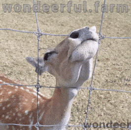 wondeerfulfarm giphyupload deer funny deer cute deer GIF