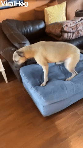 Pup's Post-Bath Wiggles