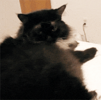 kitty my cat GIF by Maudit