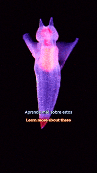 Sea Slug GIF by Monterey Bay Aquarium