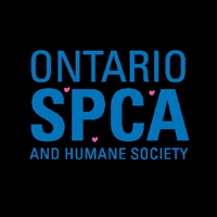 ospcapeac animals hearts adopt ontario GIF