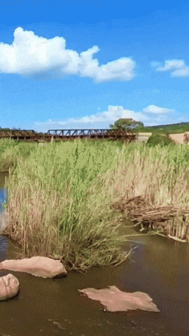 Simongip giphyupload GIF