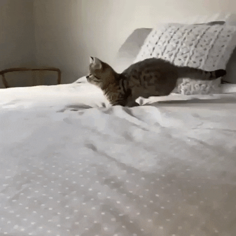 Cat Jumping GIF by JustViral.Net