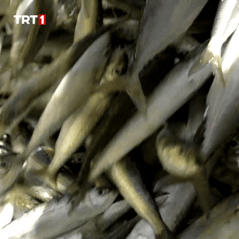 Fish Eat GIF by TRT