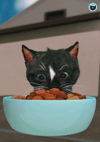 FeliniRocks giphygifmaker cats nope kitty GIF