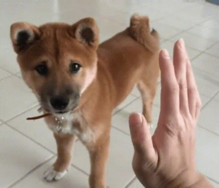 Video gif. A human hand is raised as a puppy tilts its head and high fives the hand with its paw. 