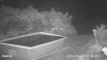 Trail Cameras Catch Wild Life on Ranch