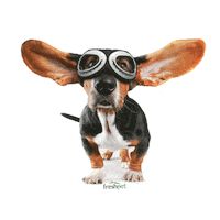 Flying Dog Sticker by Freshpet