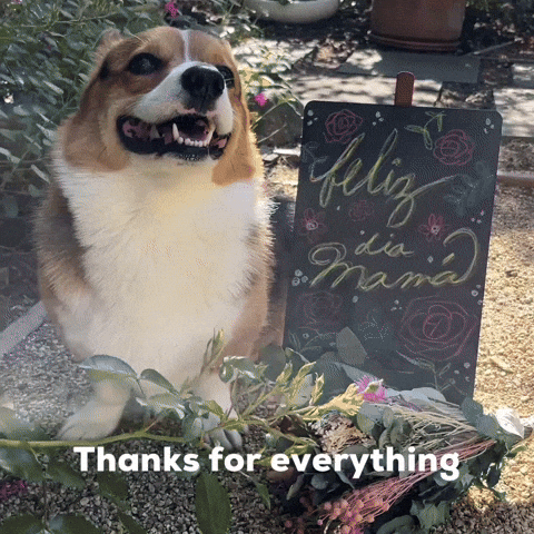 Thanks For Everything Dog GIF
