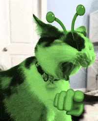 Cat Laughing GIF