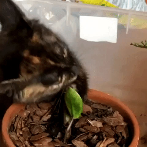 rrrrrrrmedia giphyupload cat plant lets do it GIF