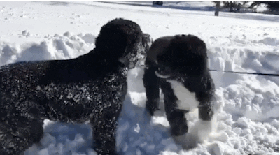 white house GIF