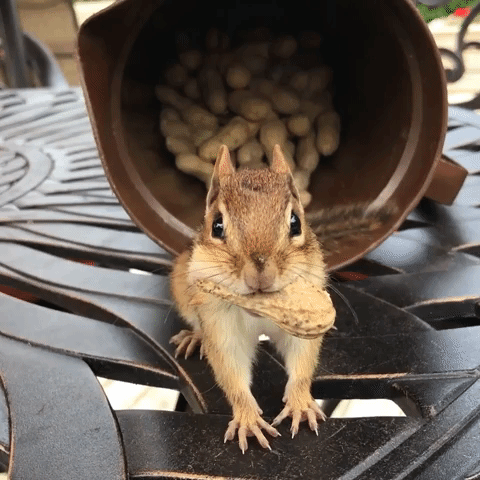 Chipmunk Stores Peanuts for Later