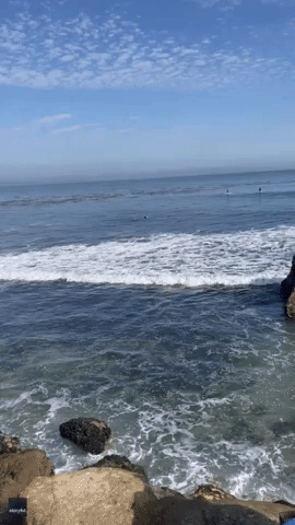 Sea Otter Steals Surfer's Board in Santa Cruz, Refuses to Give It Back