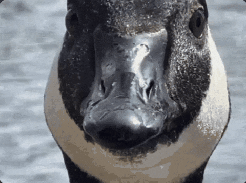 Goose GIF by Extreme Improv