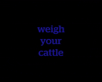 DatamarsLivestock cattle livestock weigh datamarslivestock GIF