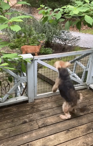 Dog Fails to Scare Deer Away