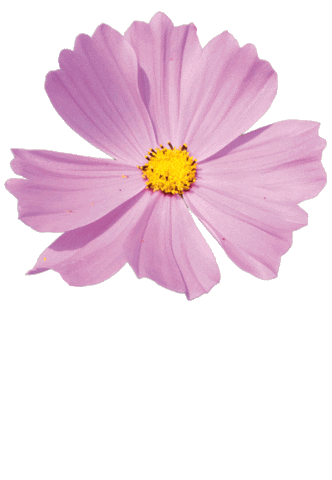 fattoriadelleerbe giphyupload pink nature flowers Sticker
