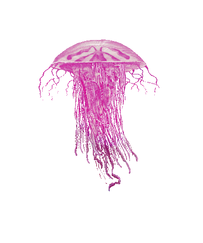 natural history animation Sticker by SecretCrab