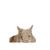 Australia Wombat Sticker by Foil Me