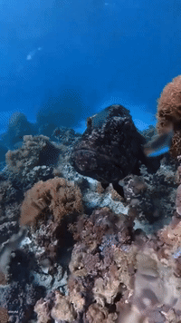Underwater Camera Seems Like Perfect Dinner