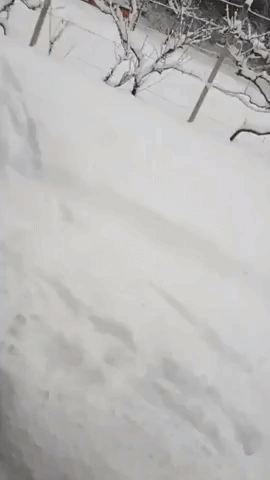 Playful Dog Interrupts Shoveling After Snowfall in Slovenia