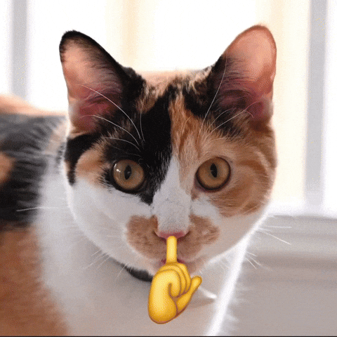 Cute Cat GIF