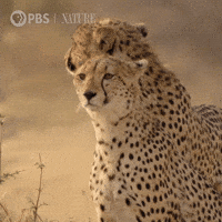 Big Cat Family GIF by Nature on PBS