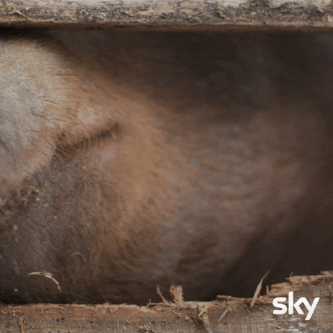 Pig Wow GIF by Sky Deutschland