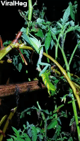 Praying Mantis Eats Death's-head Hawk-moth Caterpi
