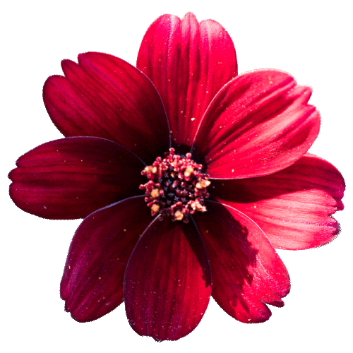 flower blossom Sticker by Volmary