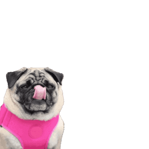 Zeedogkitchen Sticker by Amora Pug Brasil