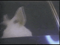 dog 80s commercial spuds mackenzie GIF