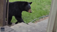 Black Bear Inspects Back Deck of North Carolina Home