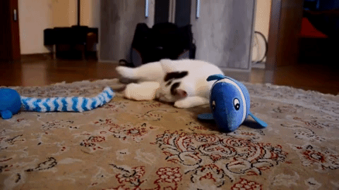 katze GIF