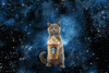 Cat Starbucks GIF by Frappuccino