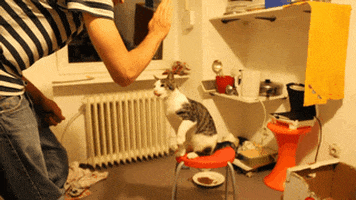 cat date GIF