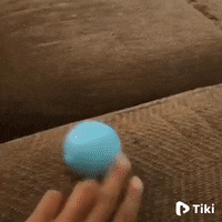 Dog Reaction GIF by TikiIndia